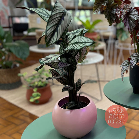 calathea white star