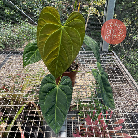 Anthurium x papillilaminum #1