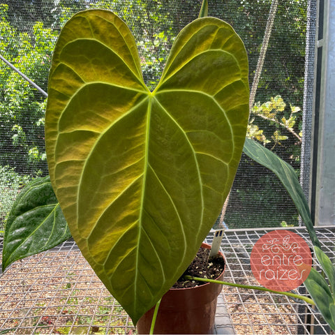 Anthurium x papillilaminum #1