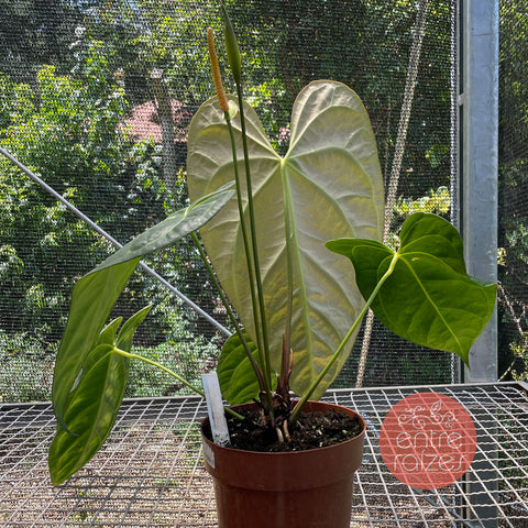 Anthurium x papillilaminum #1