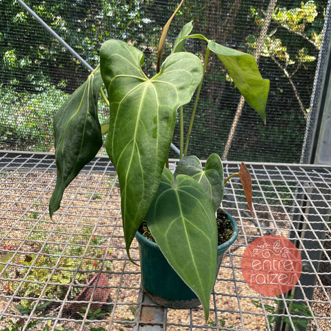 Anthurium x papillilaminum #3