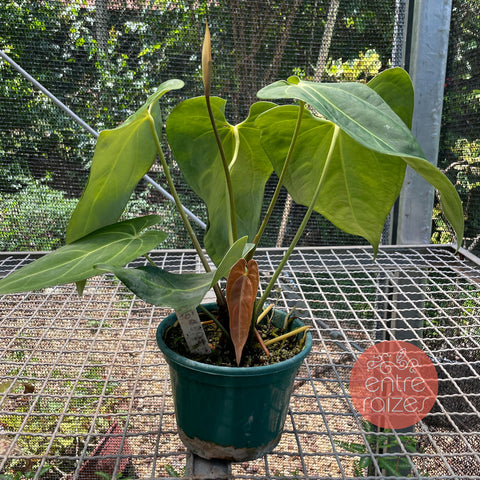 Anthurium x papillilaminum #3