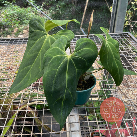 Anthurium x papillilaminum #3