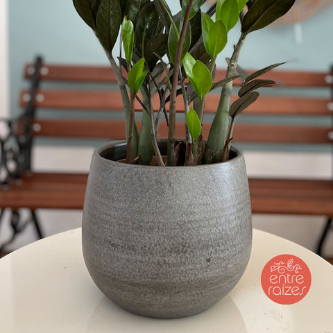 Zamioculca Black + Cachepot esra