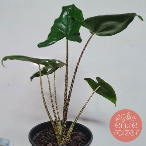 Alocasia zebrina P