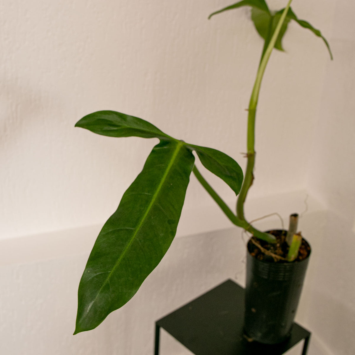 Philodendron anisotomum  Entre Razes Botnica
