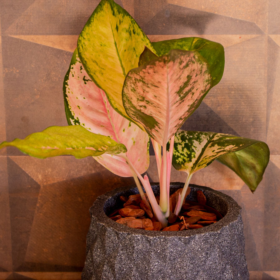 Aglaonemas: Compre Plantas Raras e Exóticas | Entre Raízes – Entre