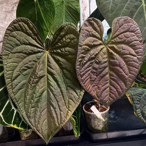 Anthurium de Coleção