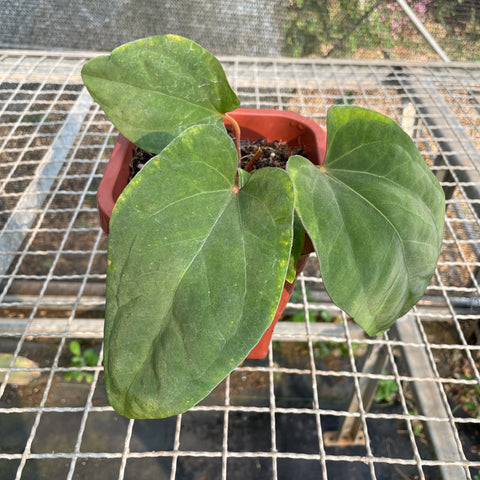 Anthurium Dressleri