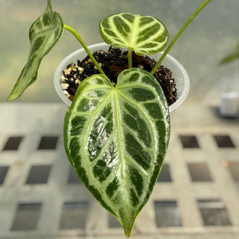Anthurium Crystallinum 'Silver Blush'