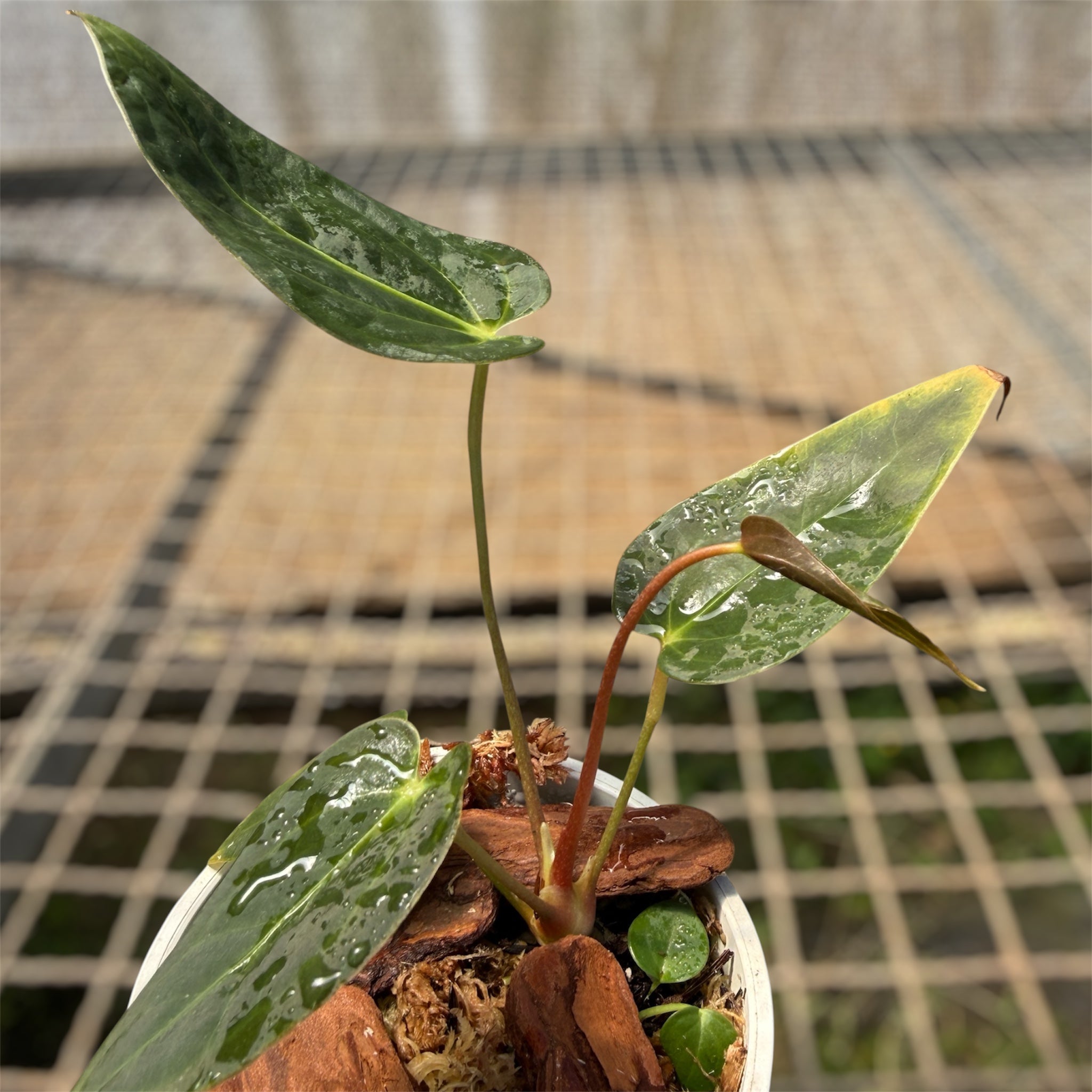 その他観葉植物 Anthurium papillilaminum x sp nov DF Anthurium Papillilaminum x Sanguíneum – Entre Raízes Botânica