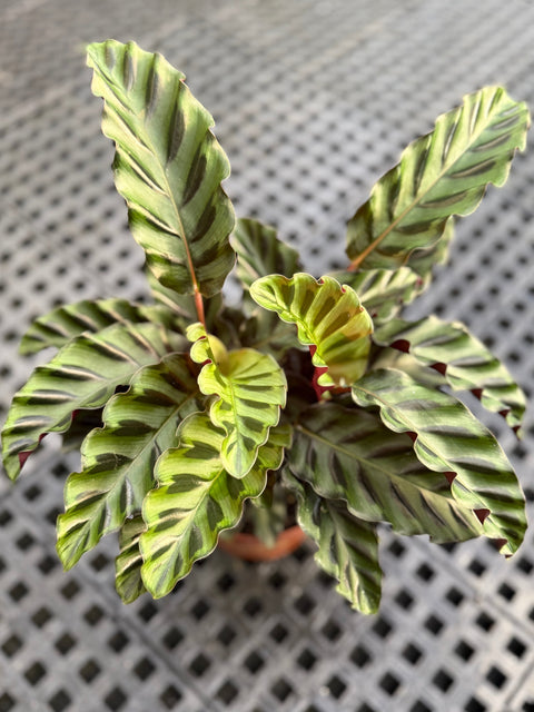Calathea Velvet glory | Entre Raízes Botânica