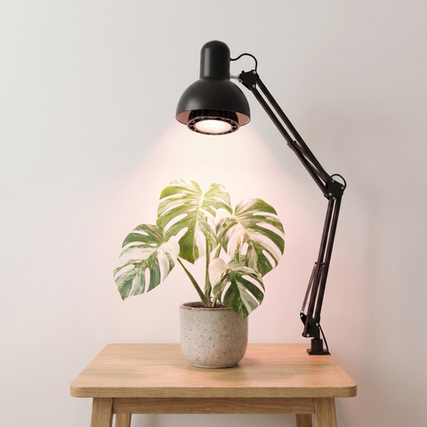 Lâmpada LED Full Spectrum - Linha Dossel — Para Monstera, Filodendro, Orquídeas e Suculentas