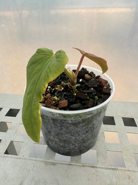 Anthurium sp. panamá