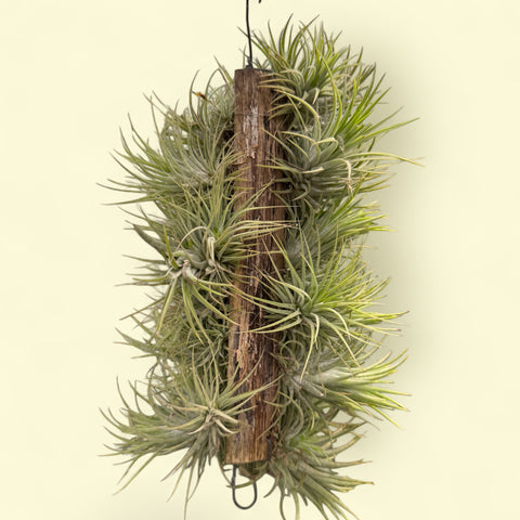 Tillandsia Ionantha pink (na placa)