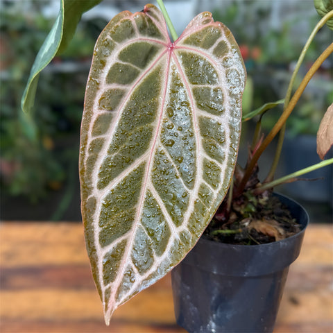 Anthurium Botanic - variação 09