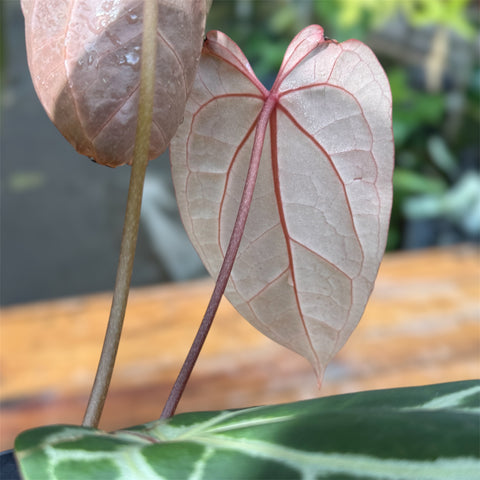 Anthurium Botanic - variação 09