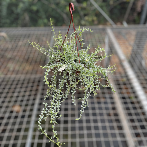 Dischidia Ruscifolia "Variegata"