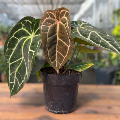 Anthurium Botanic - variação 08