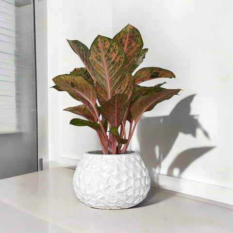 Aglaonema karat + cachepot conchas