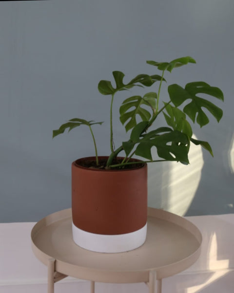 Mini Monstera + Cachepot em cimento