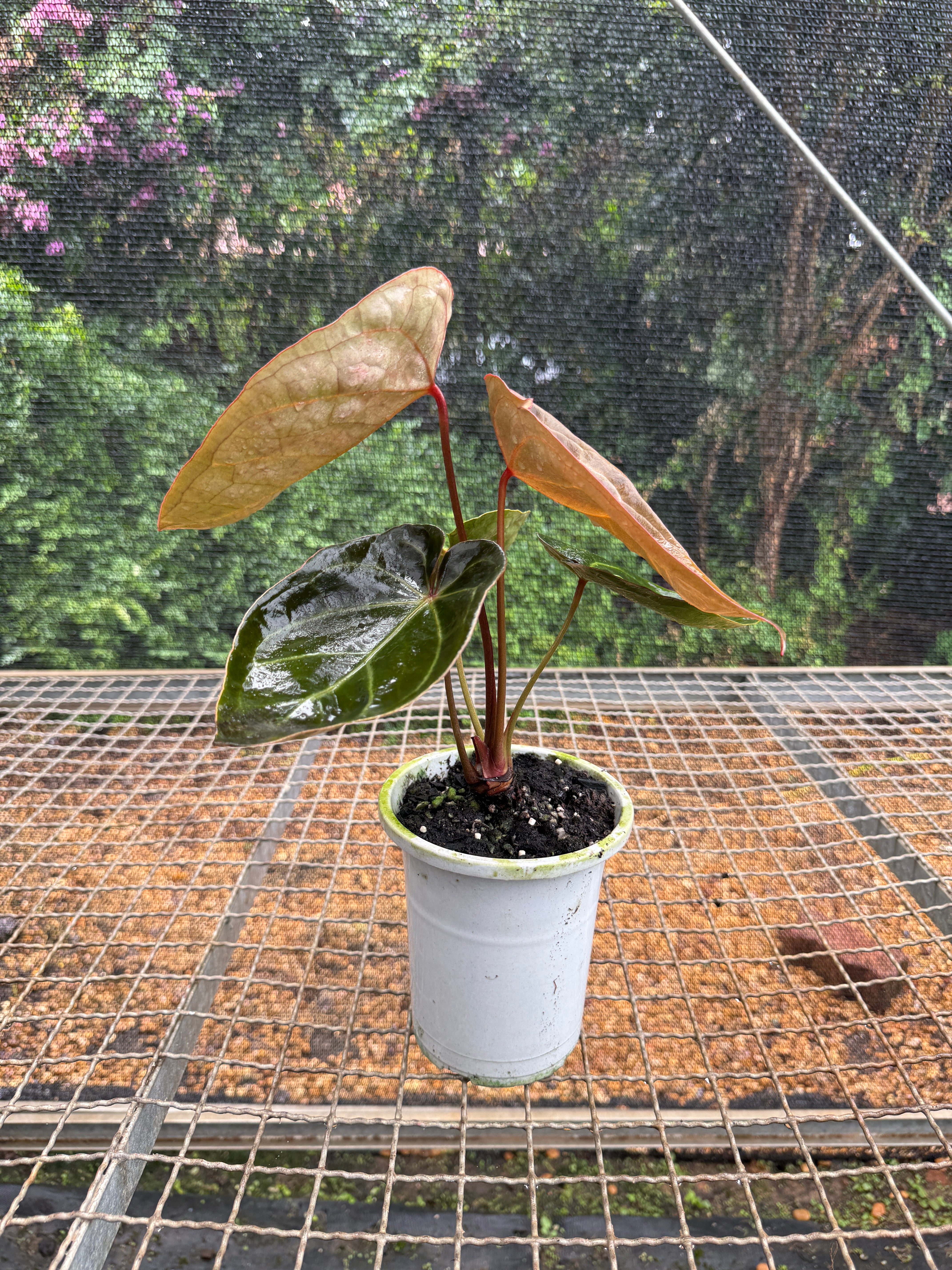 その他観葉植物 anthurium ace of spades tezula self Anthurium 'Ace of Spades' – Entre Raízes Botânica