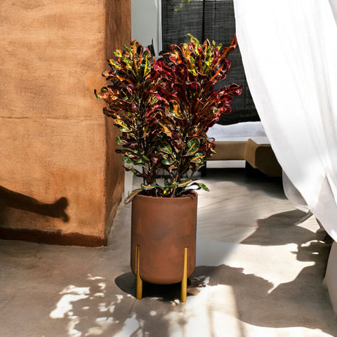 Croton Gingha + vaso decore aço corten