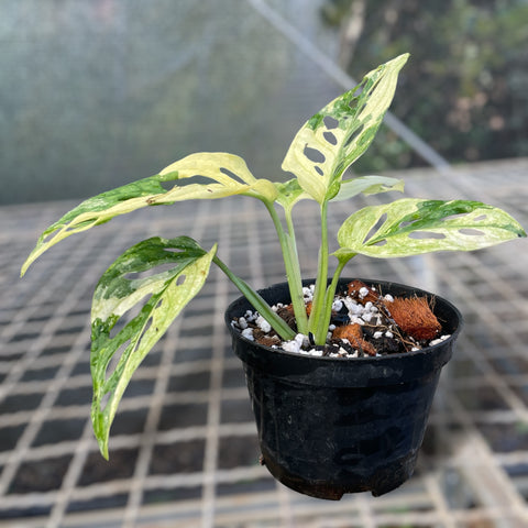 Monstera adansonii variegata