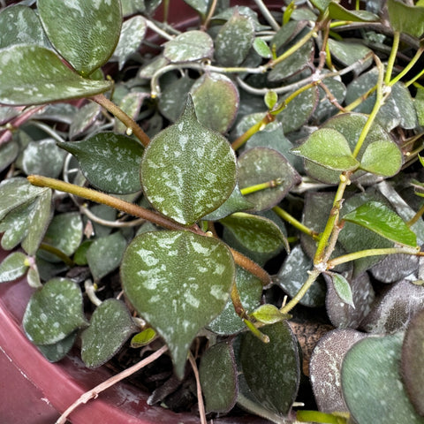 Hoya Curtisii