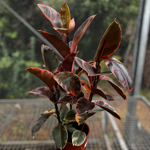 Ficus elástica ruby