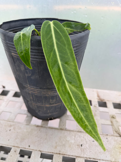 Anthurium warocqueanum