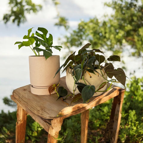 philodendron micans + cestinha em cimento P