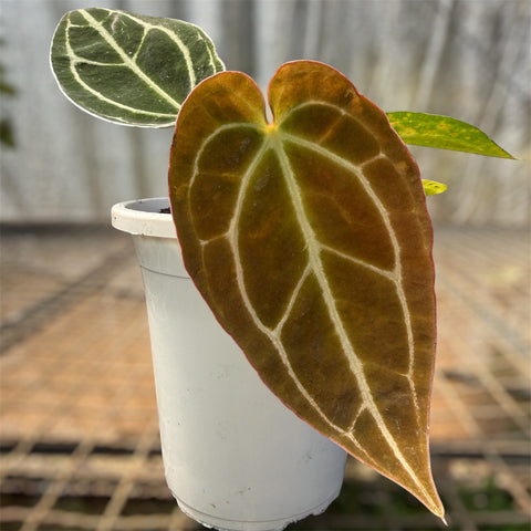 Anthurium'Miami'
