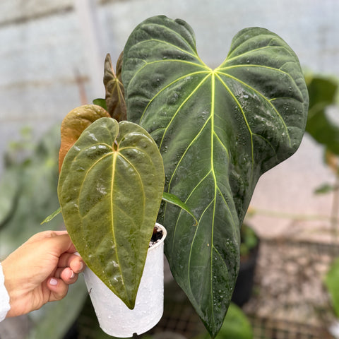 Anthurium Papillilaminum 'self'