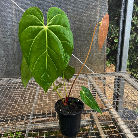 Anthurium NOID 'nativo'