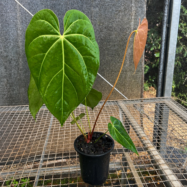 Anthurium NOID 'nativo'
