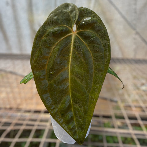 Anthurium Papillilaminum 'self'