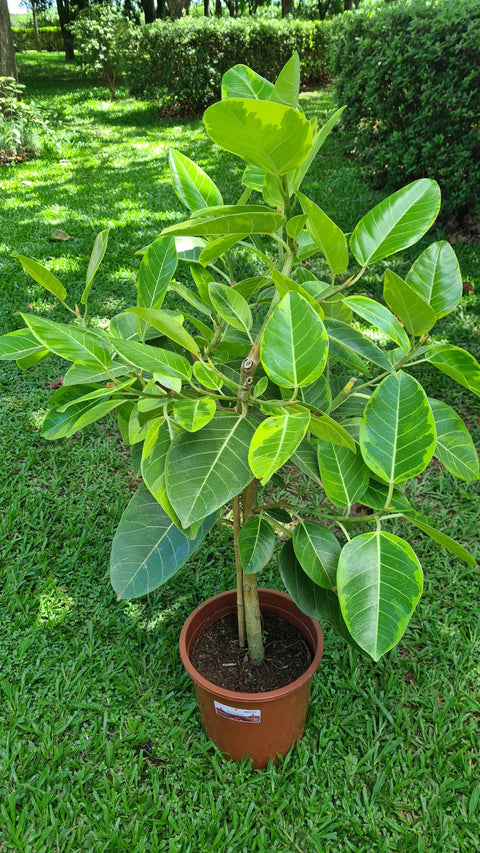 Ficus Altíssima - mini árvore