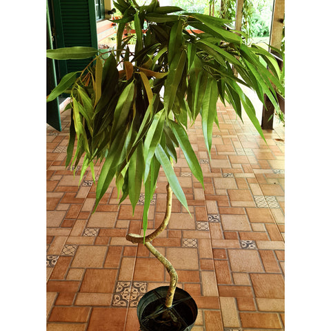 Ficus Alii (Ficus maclellandii)