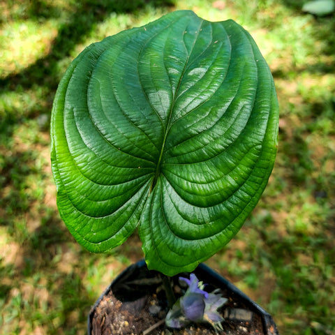 Cyanastrum cordifolium