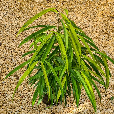 Ficus Alii Variegata (Ficus maclellandii)