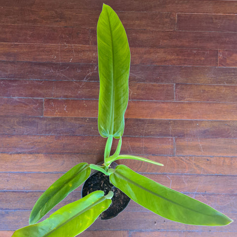 Philodendron burle-marxii