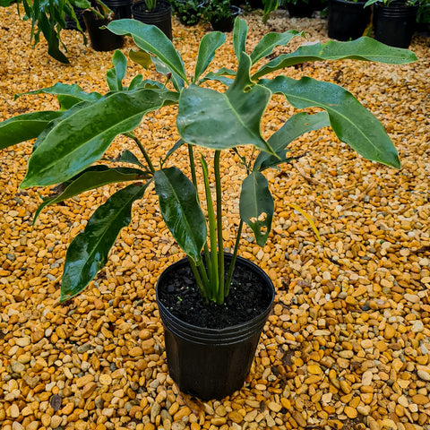 Thaumatophyllum spruceanum (Philodendron goeldii)