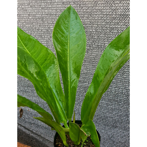 Anthurium lilacinum