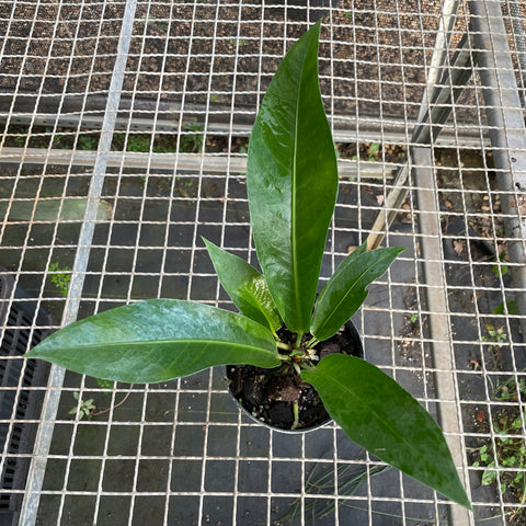 Anthurium salvinii