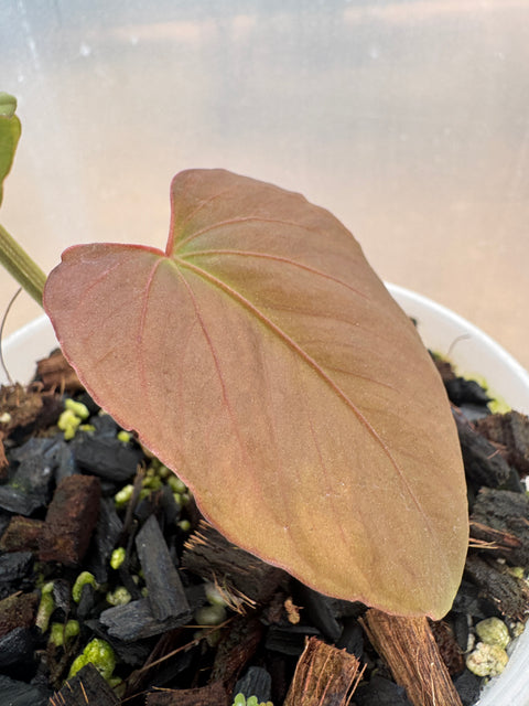 Anthurium sp. panamá