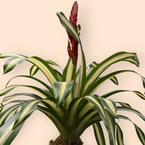 Vrisea sp. variegata