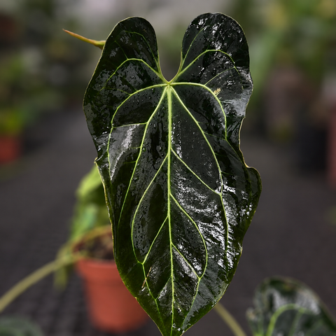 Anthurium (Darkmama x Papililaminum) x Besseae - variação 01