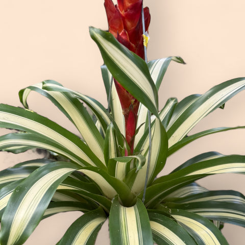 Vrisea sp. variegata