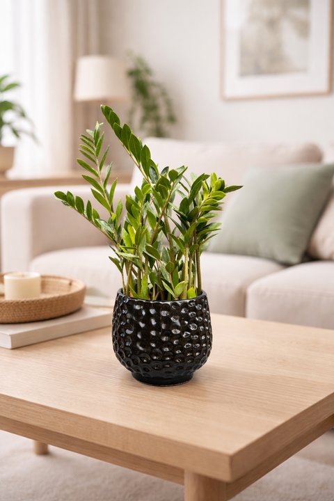 Zamioculca + Cachepot Fava